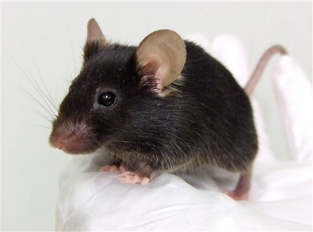 Efeitos do reiki na evolução do granuloma induzido através da inoculação do BCG em hamsters e do tumor ascítico de Ehrlich induzido em camundongos
