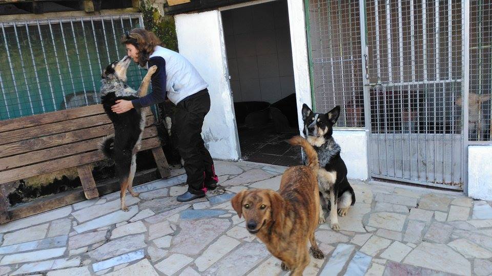 Voluntariado Reiki na APCA – cuidar de animais com Amor e muito Reiki