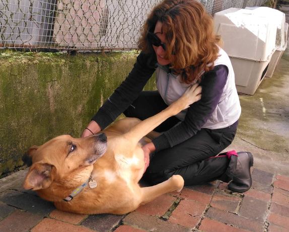 A experiência de Reiki numa Associação para cães abandonados.