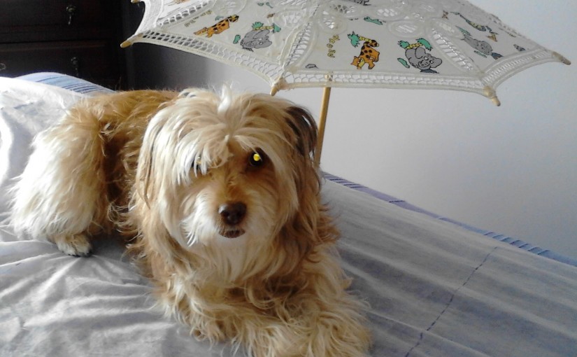 O Núcleo de Reiki de Almada em Parceira com o “Amor Rafeiro” e a Câmara Municipal de Almada vão estar no ‎Fórum “Animais na Cidade”