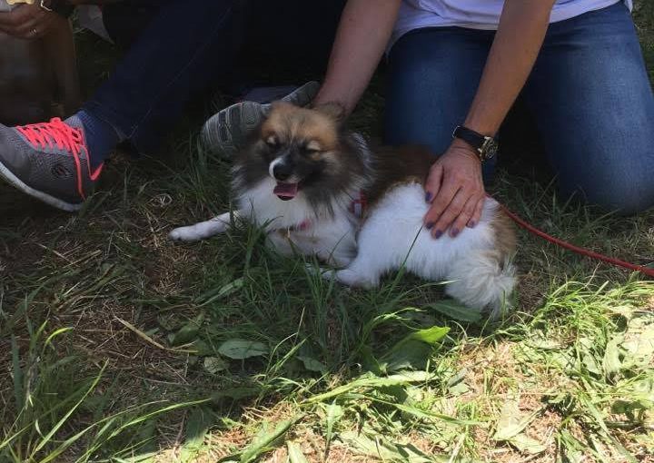 ANIMALFEST Loures – Voluntários de Reiki Animal