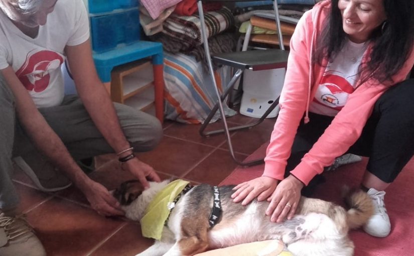 Reiki aos colaboradores do Canil Municipal de Évora